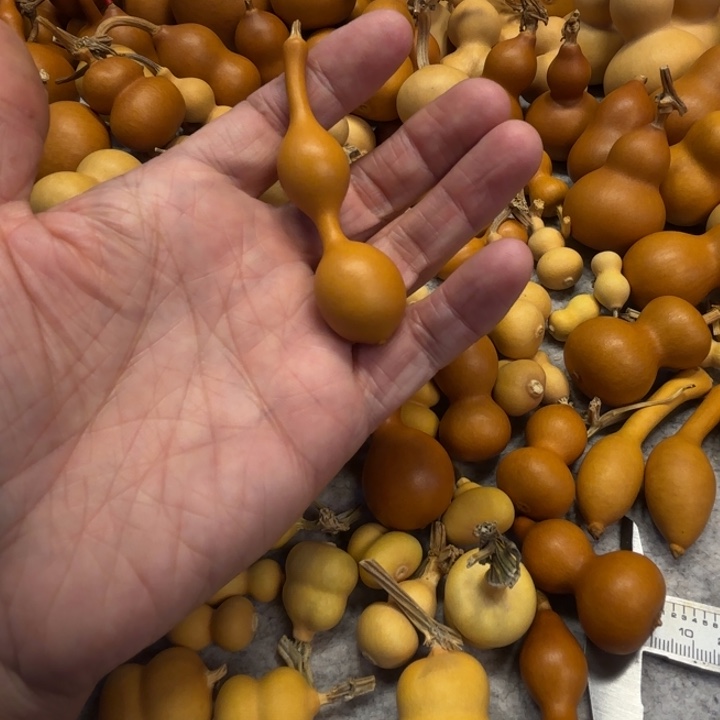 天****饰天津本爱服饰的一把天津葫芦