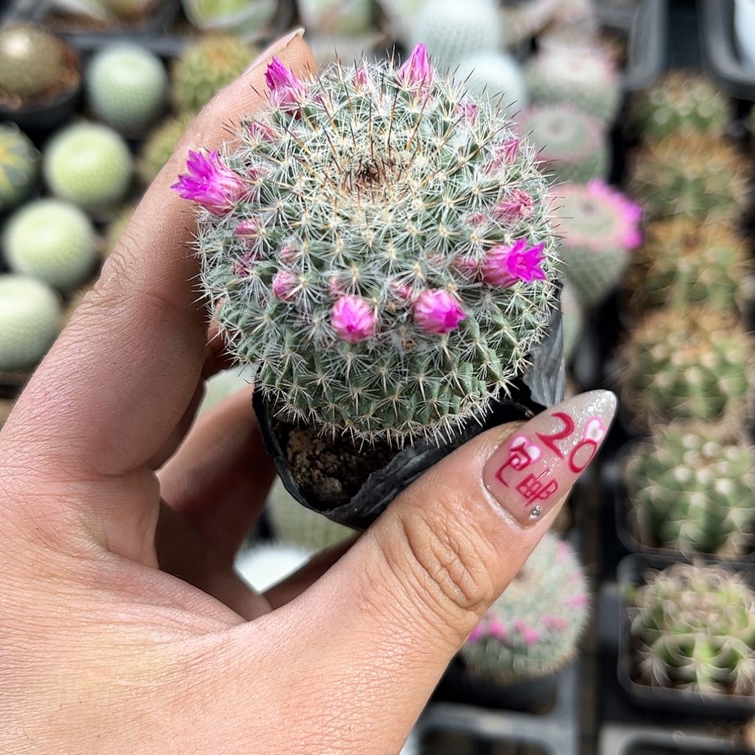 带花苞渔翁单头发货有根