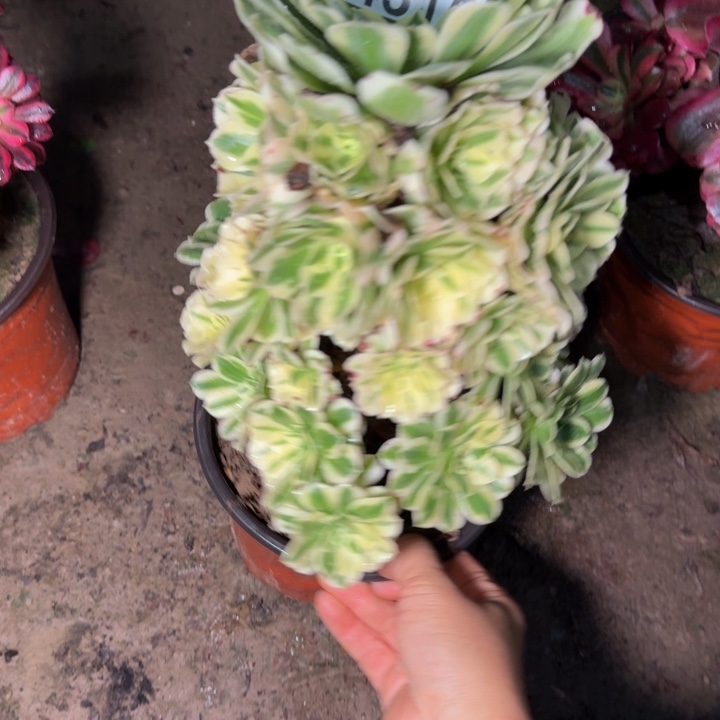 4315迈巴赫不包段枝