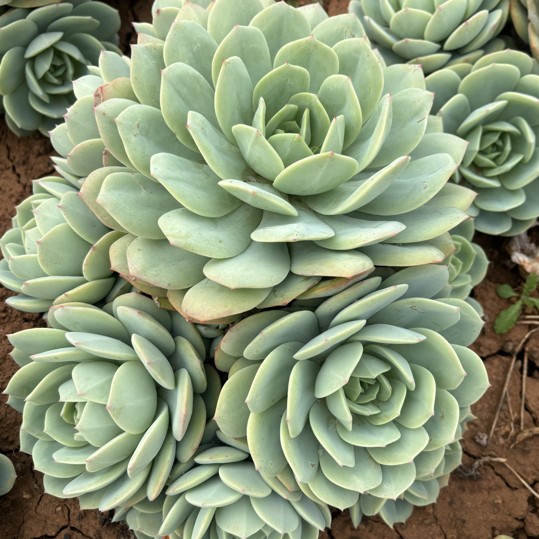 果冻恋曲冠幅25公分起发