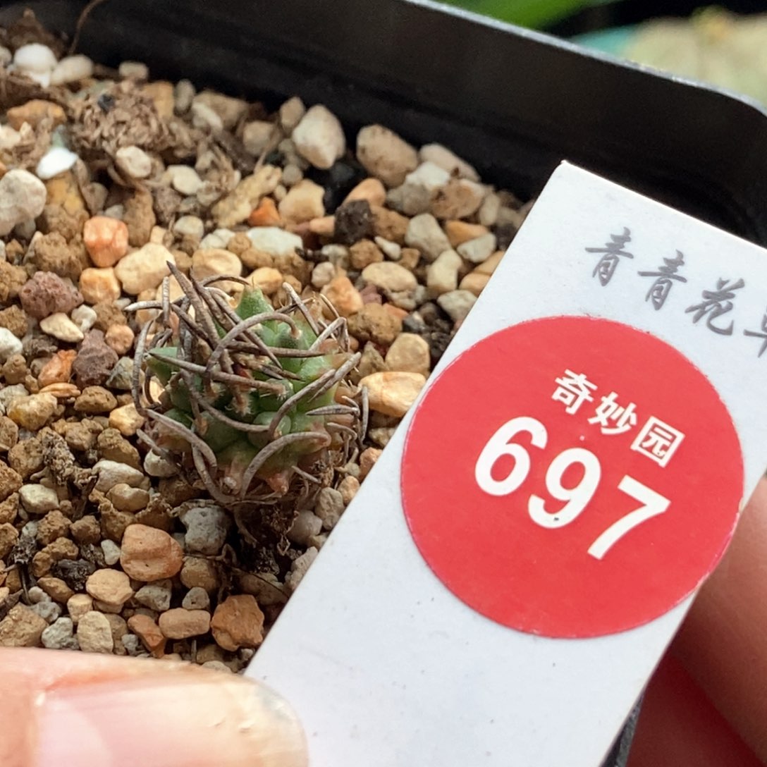 实生碳刺升龙丸娇丽1.4cm
