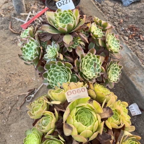 多肉植物孔雀翎雨荷