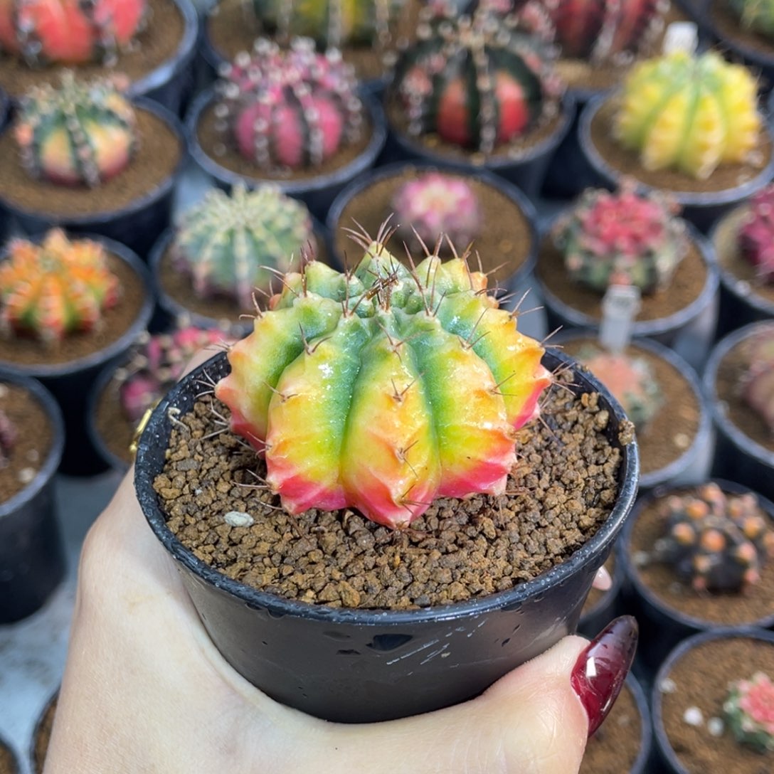 米哈星球00000000032