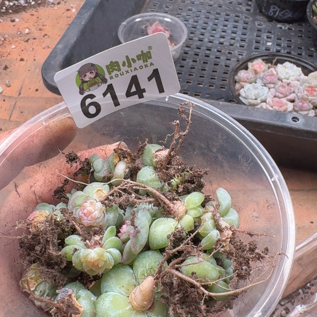 蓝***田多肉植物多肉植物