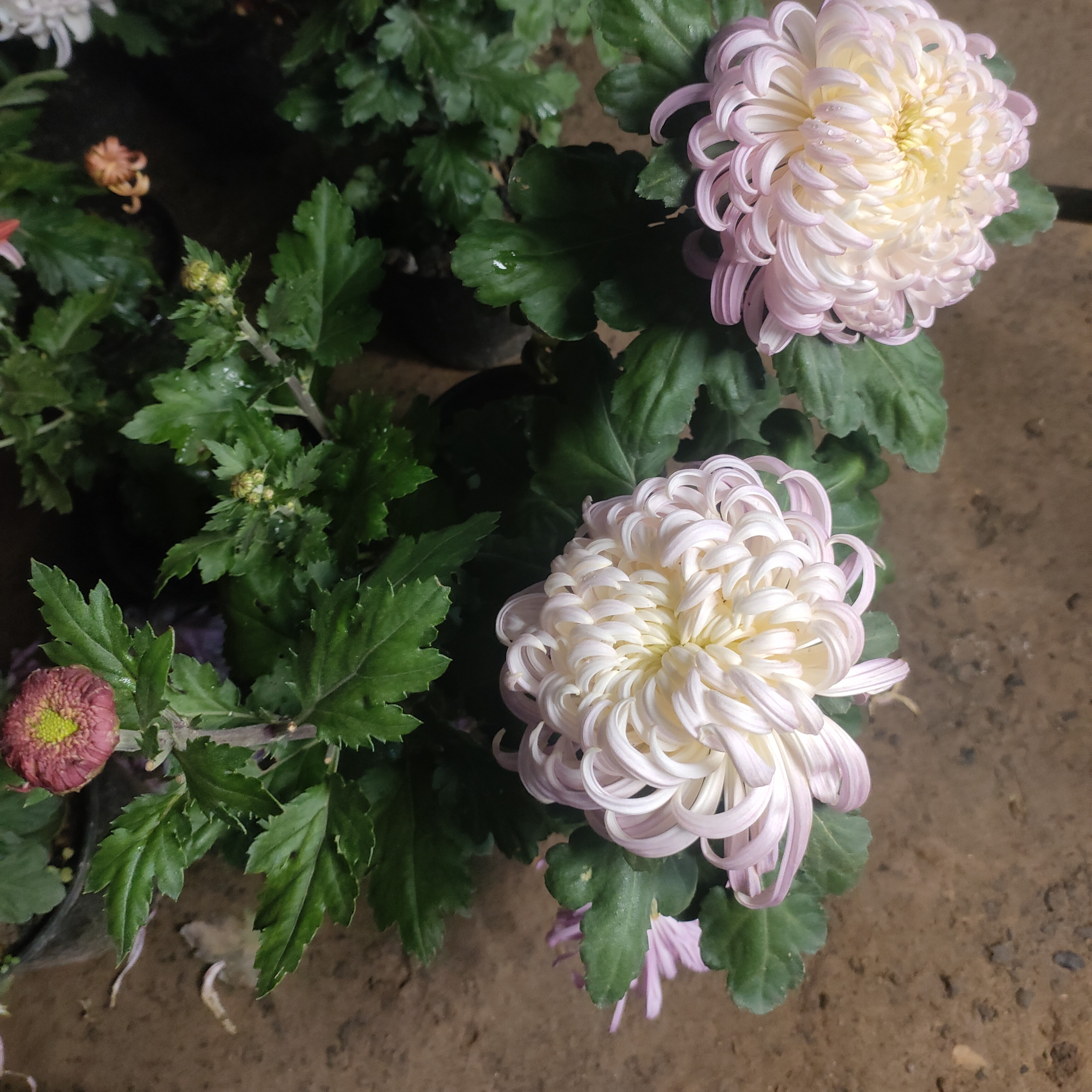 国华加奈原盆原土