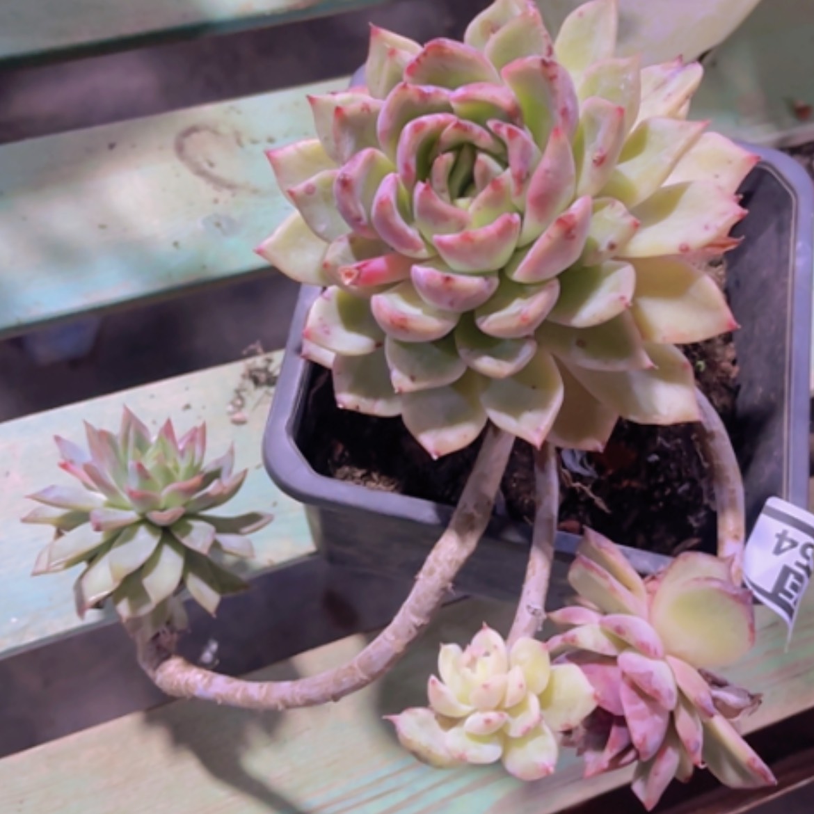 【闪购商品】溏心杂03354