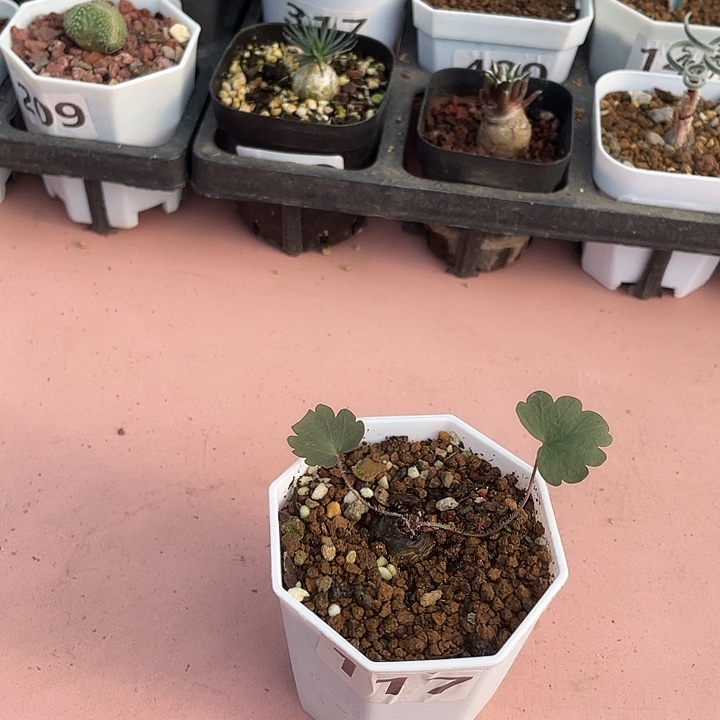 117产地肾叶杨葵块根