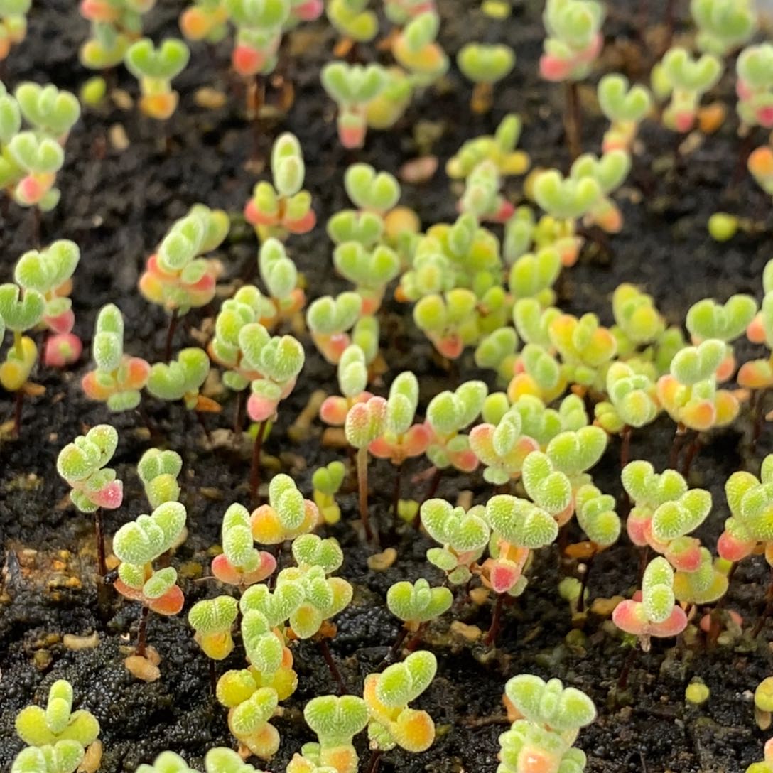 182莱斯切糕（有一颗奔驰莱斯）。