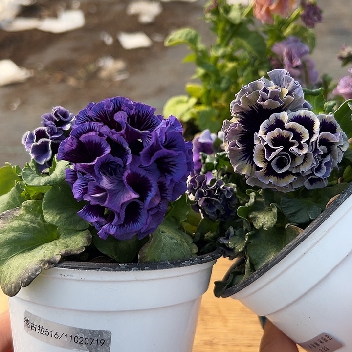 红陶抖音直播闪拍31