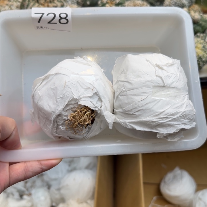 兜星球仙人球728号