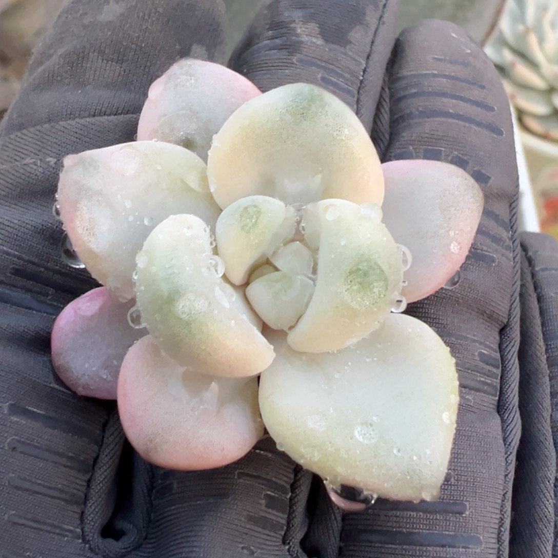 花斑鹿锦，覆轮锦砍头无根