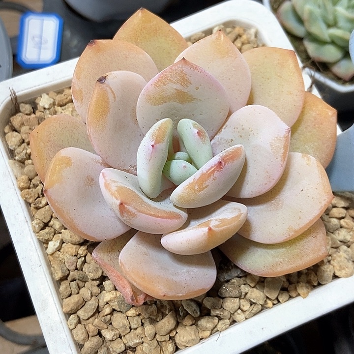 多肉植物韩版奶茶1827