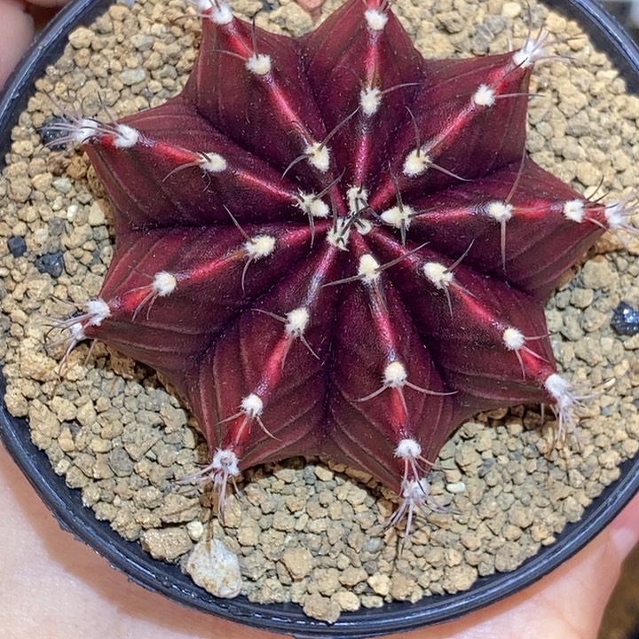 实生丹顶鹤 米哈仙人球