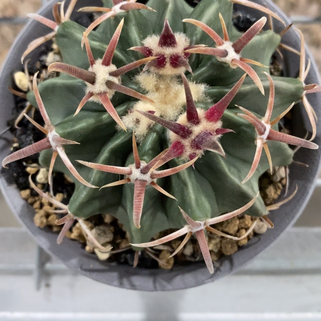 缘**满仙人球王凌波