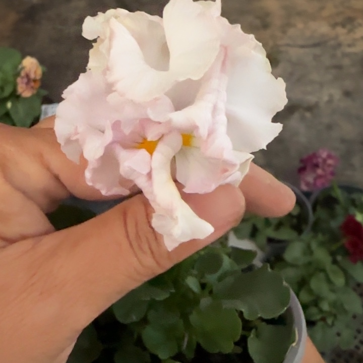 希***冻无花朵M414角堇小苗一物一拍默认苗晃