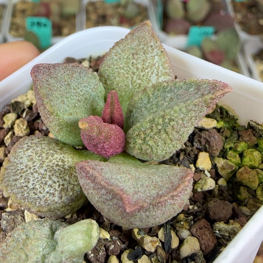 实生3年苗，五方盆发