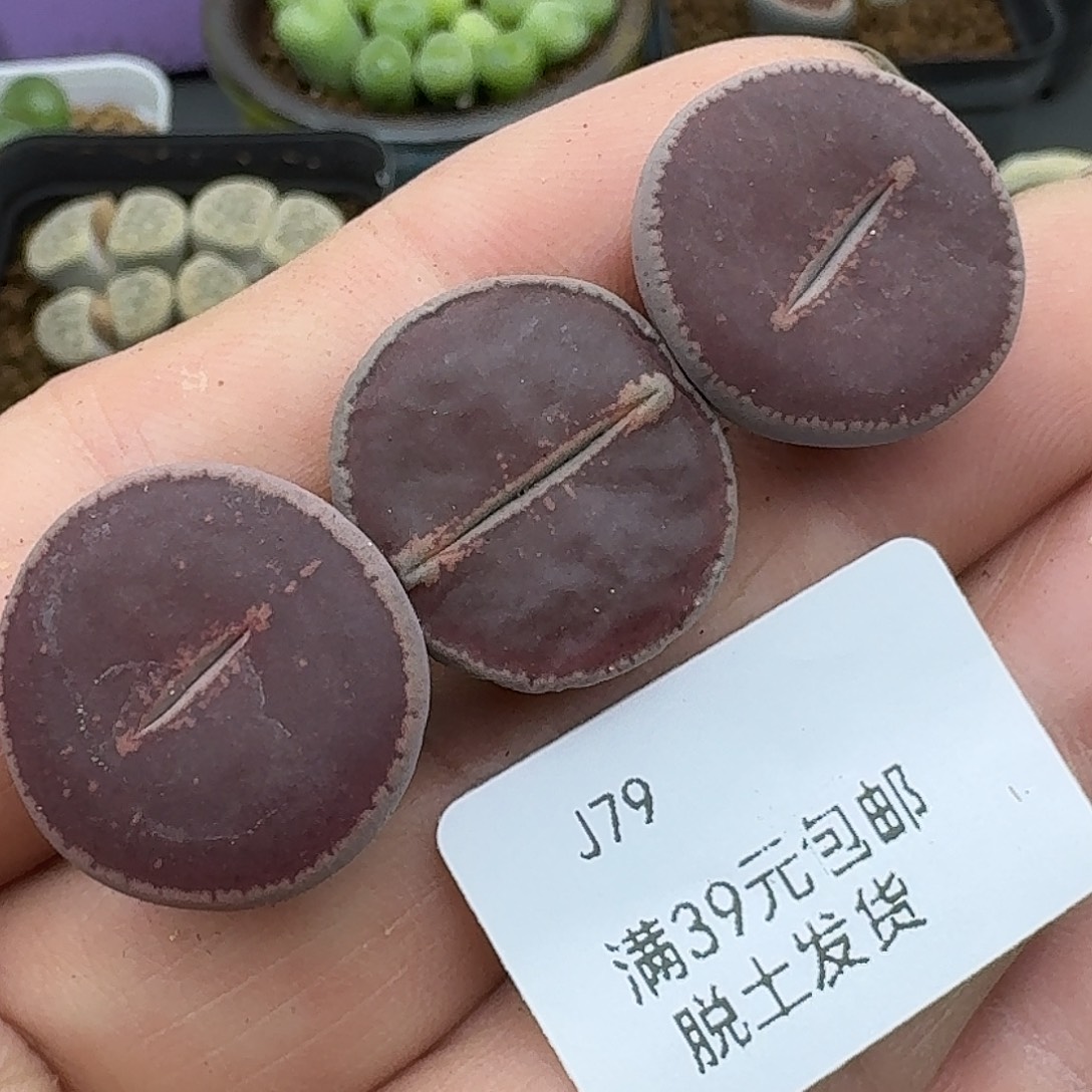 79多肉哈哈哈哈哈哈哈哈