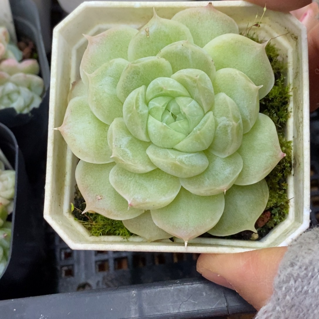 精品多肉一物一拍不包整225