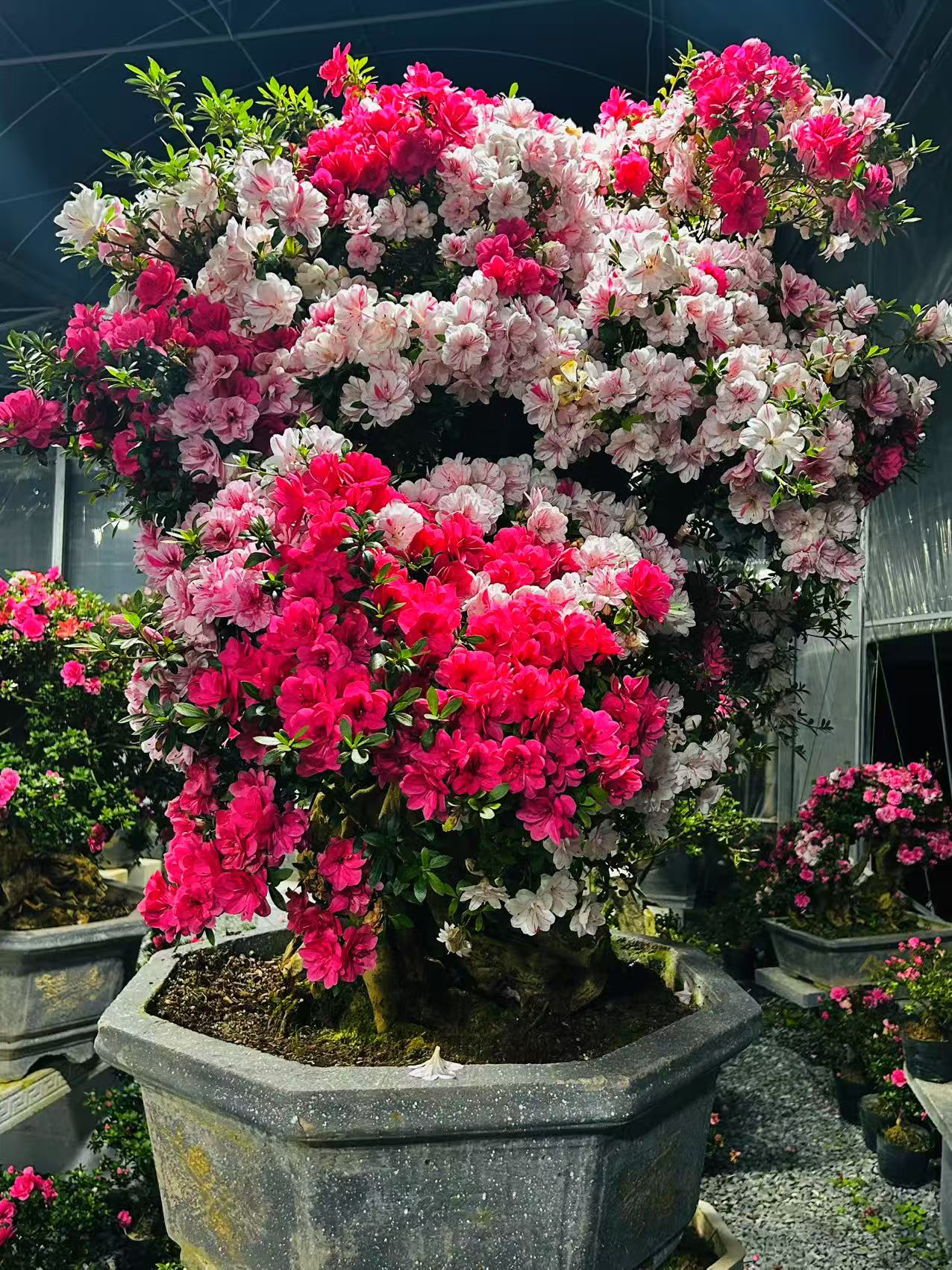 杜鹃花老桩嫁接盆栽可地栽耐寒耐热适合别墅庭院露天养护植物盆景