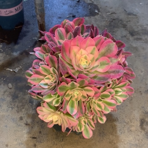 粉女巫多肉植物006