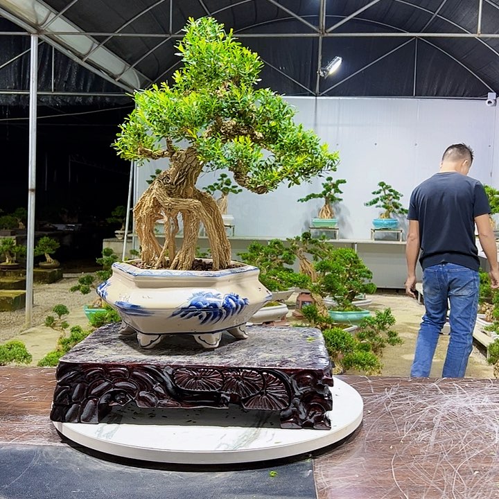 完全开放广东皱皮雀舌黄杨