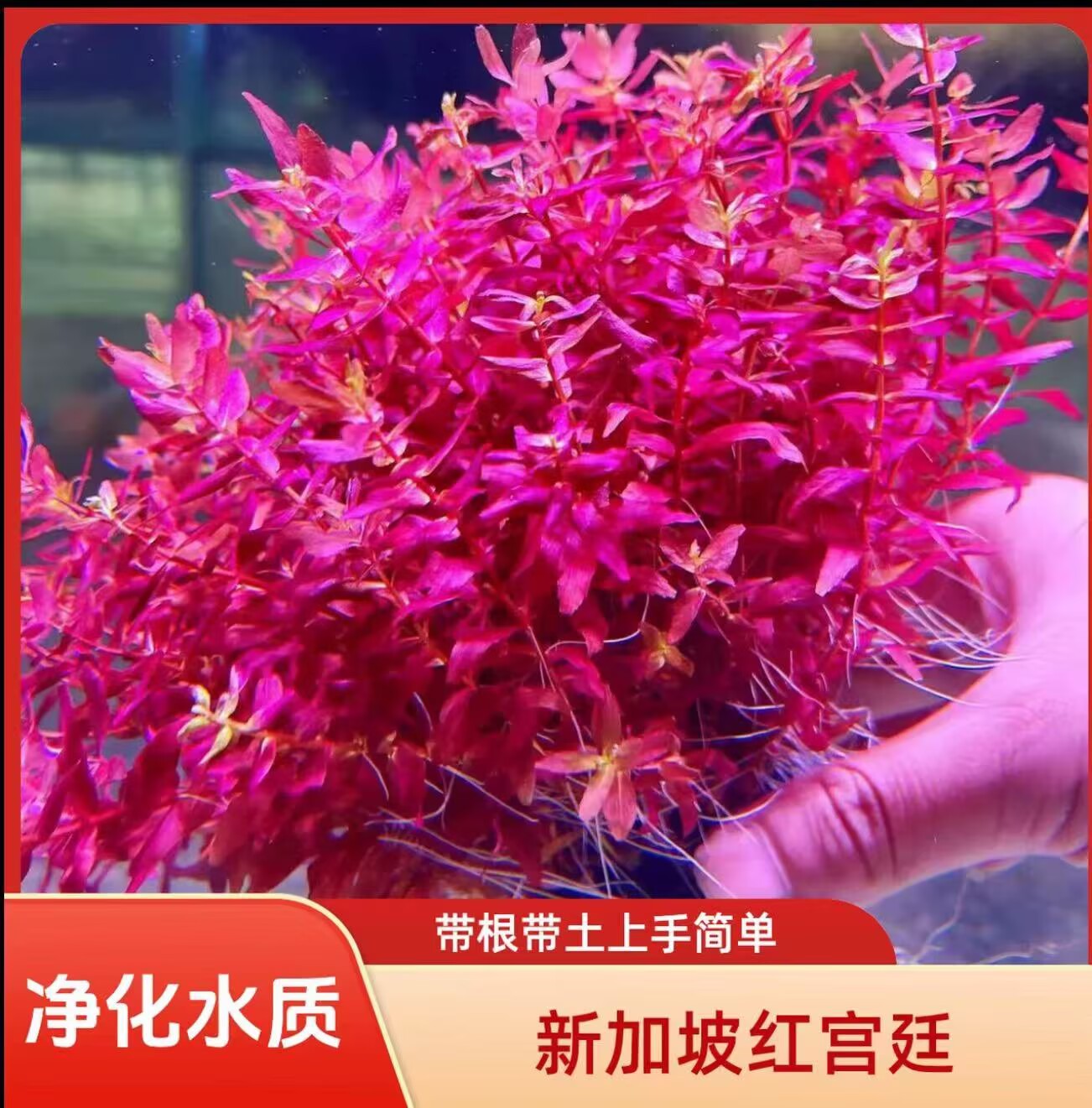 新加坡红宫廷水草带根红顶适合新手用于鱼缸造景好养阴性水草