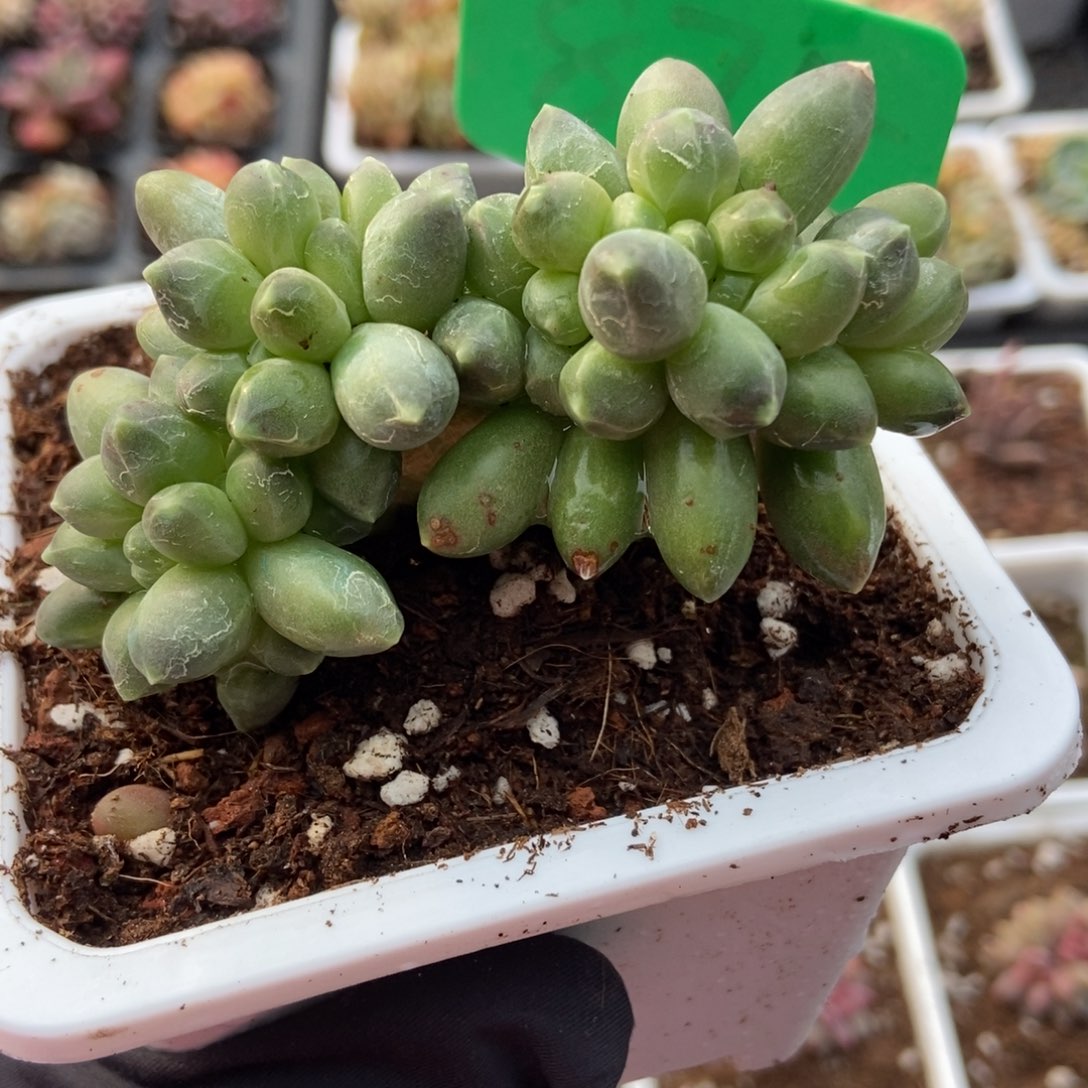 875千代田缀多肉植物保护^_^