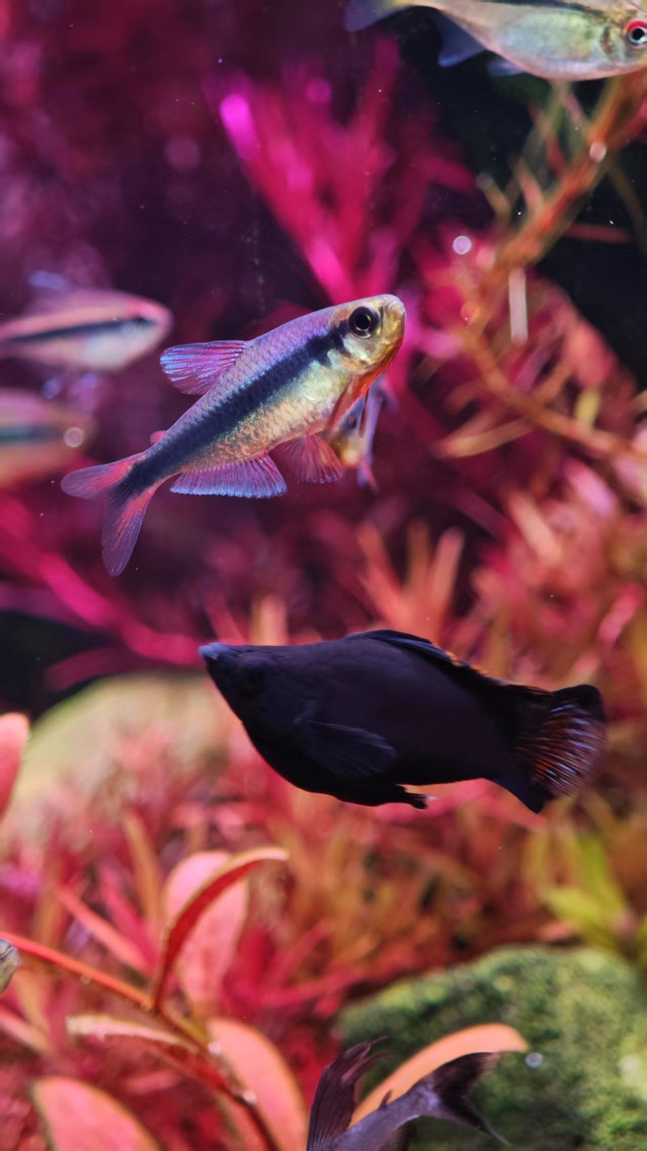 【疯狂小鱼】幻彩/青/魔鬼鱼