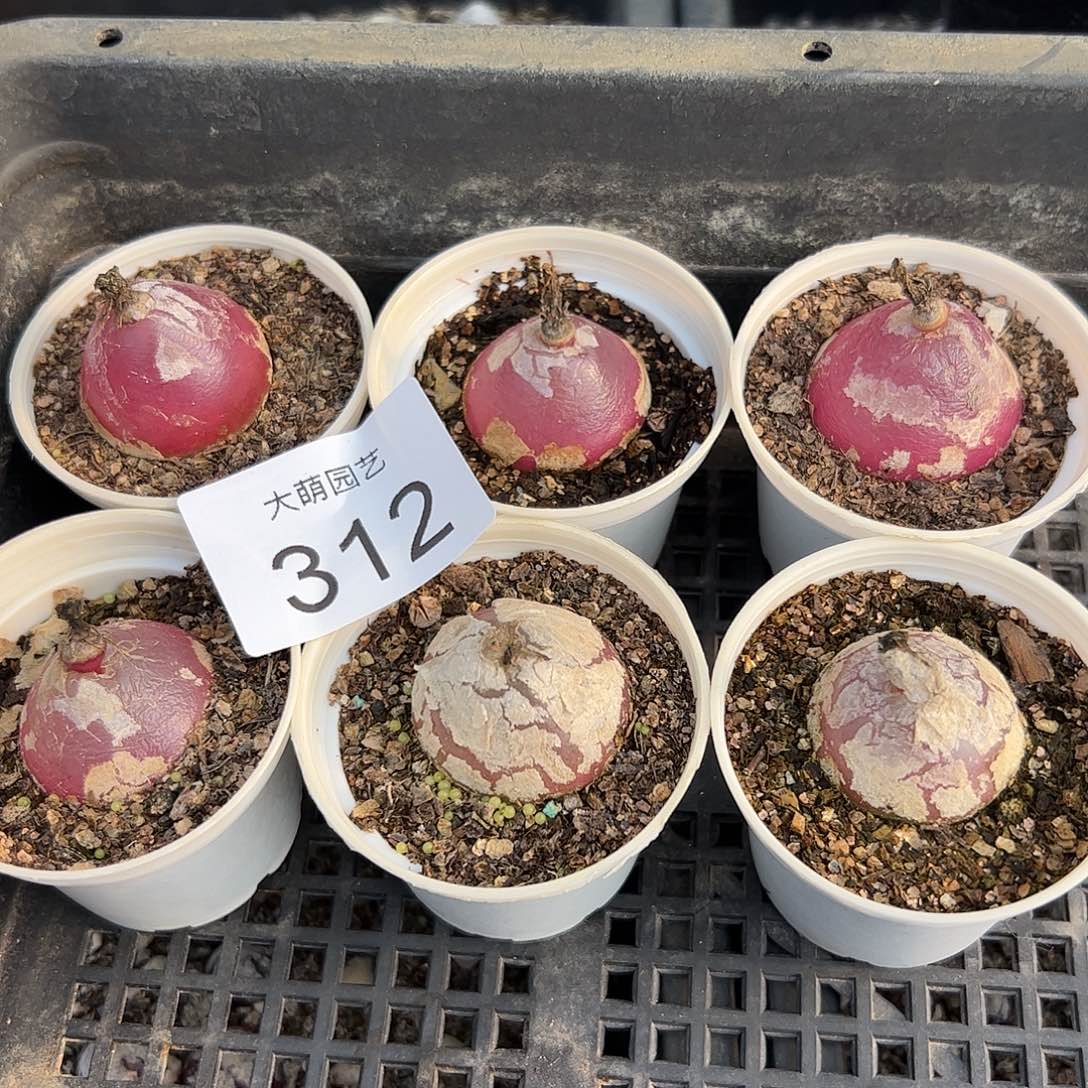 量拍以下1颗大灯泡带盆土发。312