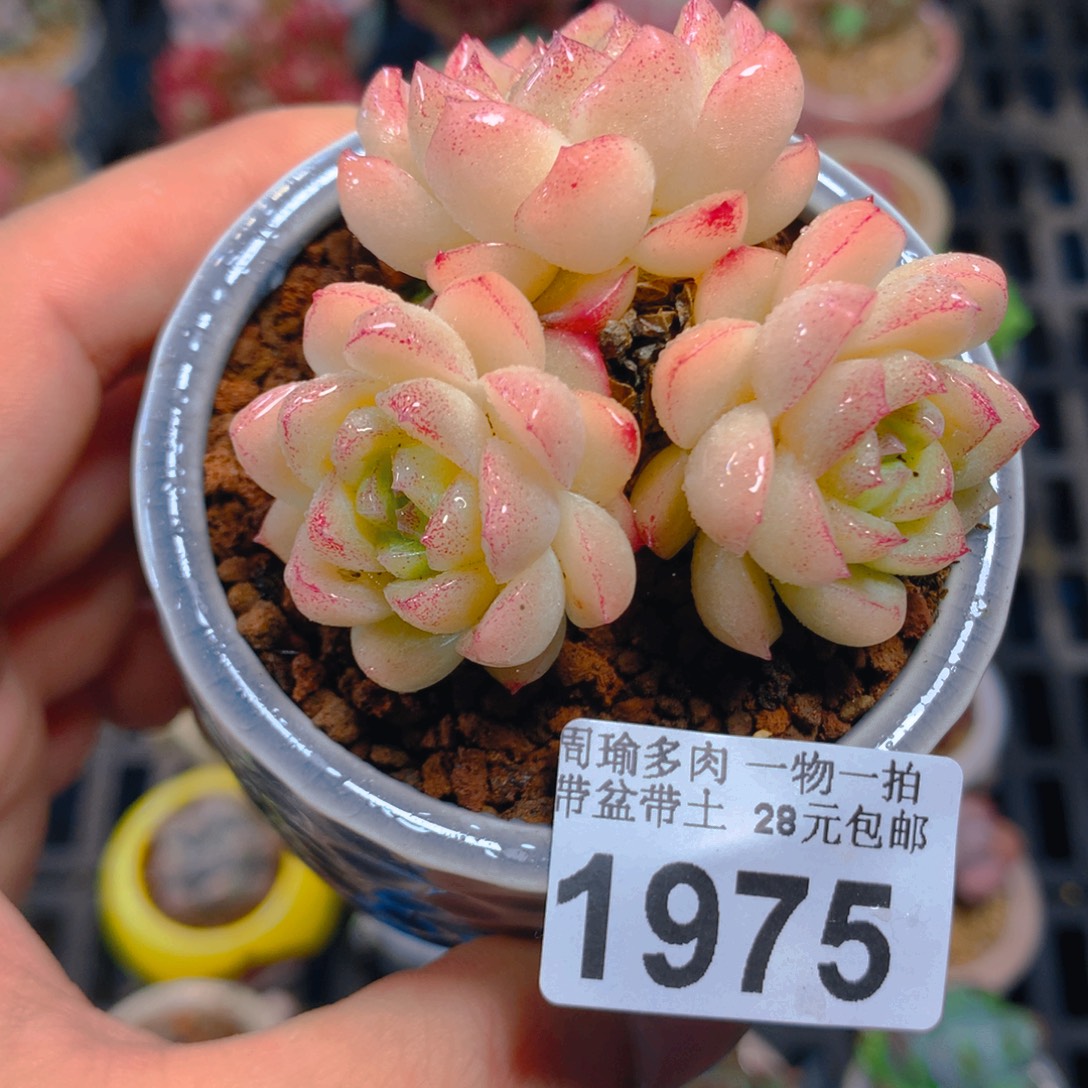精控多肉植物1975