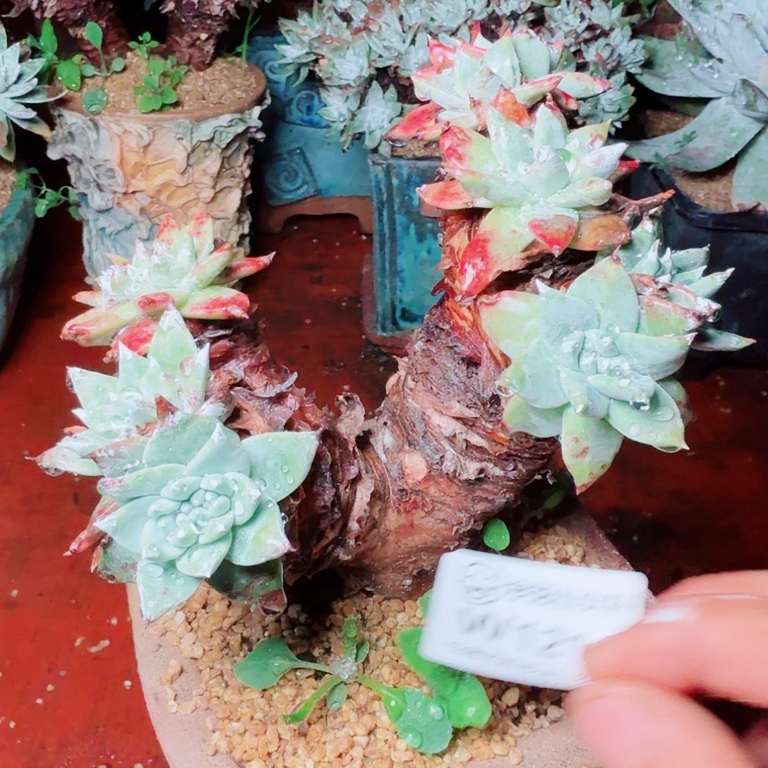 1212白雪仙女杯多肉