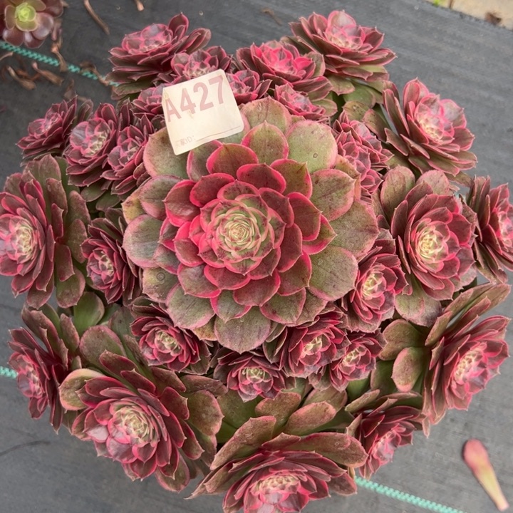 427粉花妖32厘米左右