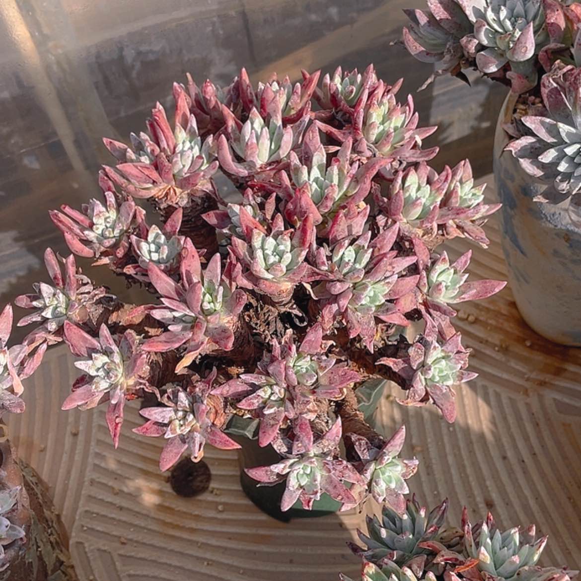 【闪购商品】白菊伊静思杂法瑞