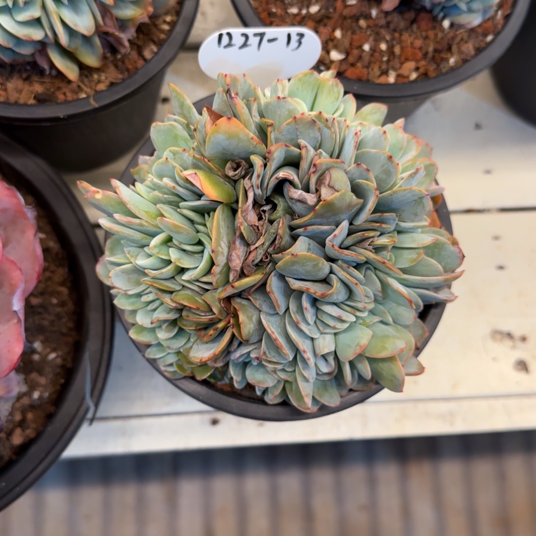 青****1227-13布鲁蓝缀化一颗