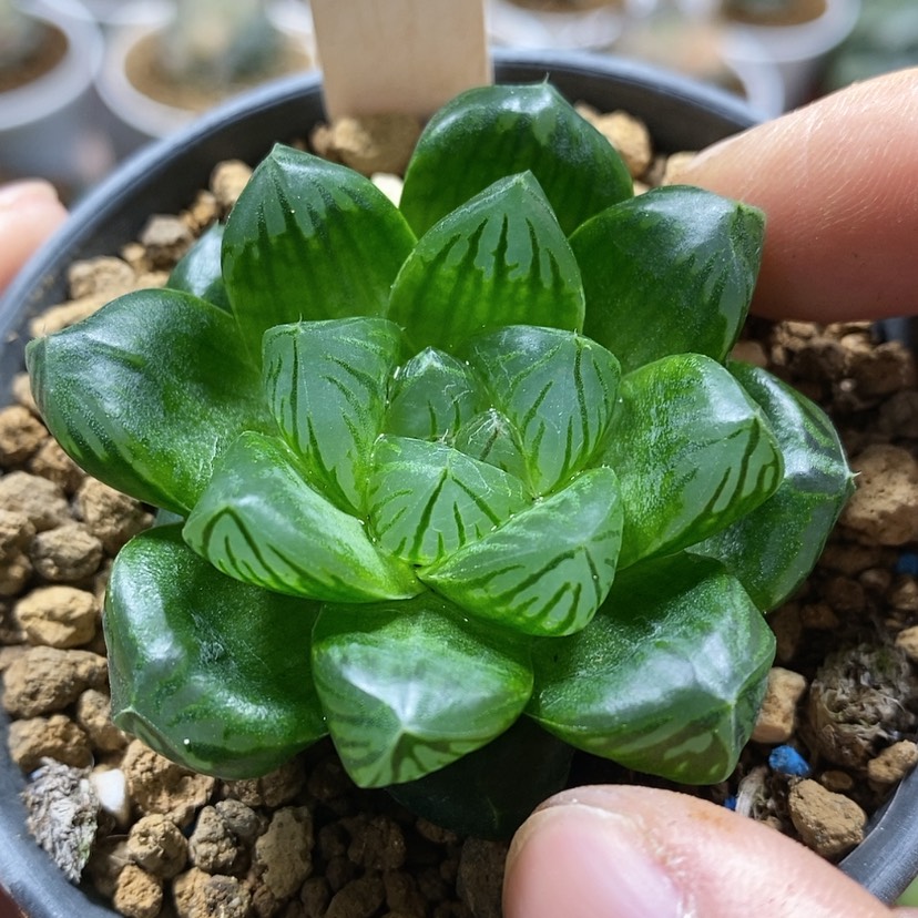 【闪购商品】158实生