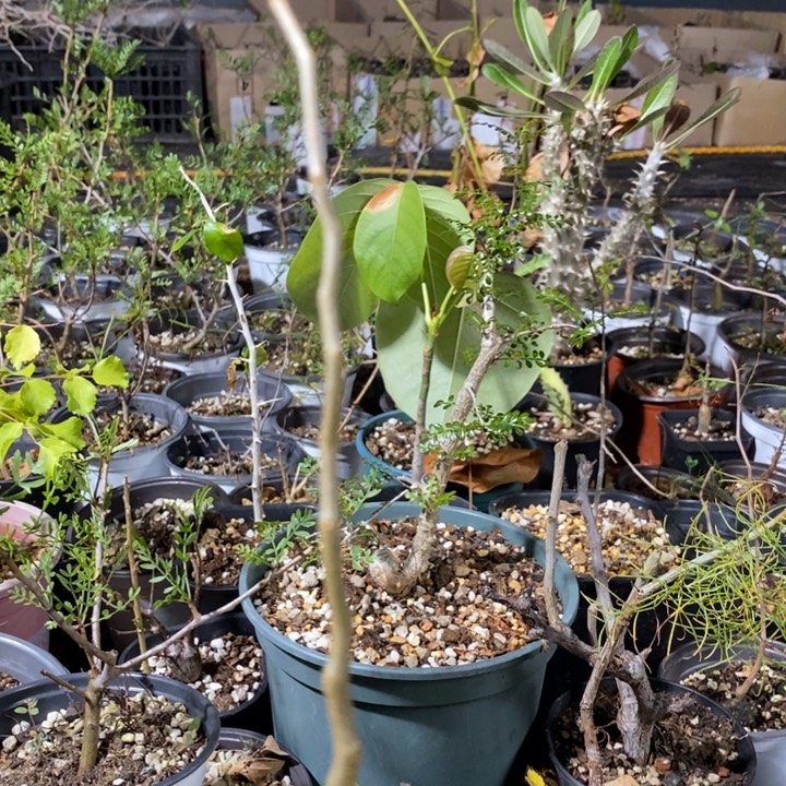 ****翔滔天橄榄带盆土发货