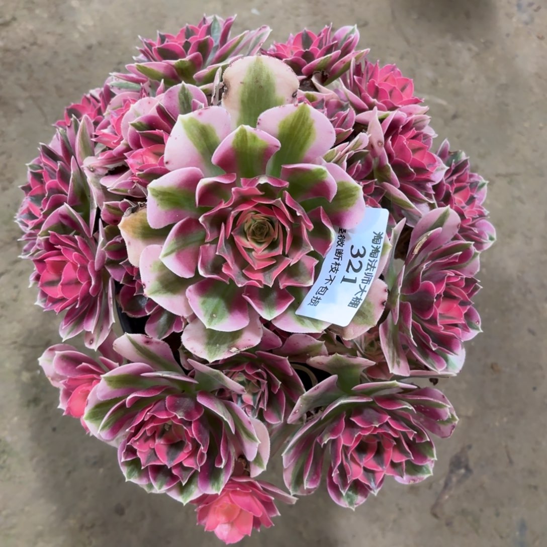 321粉女巫多肉植物法师