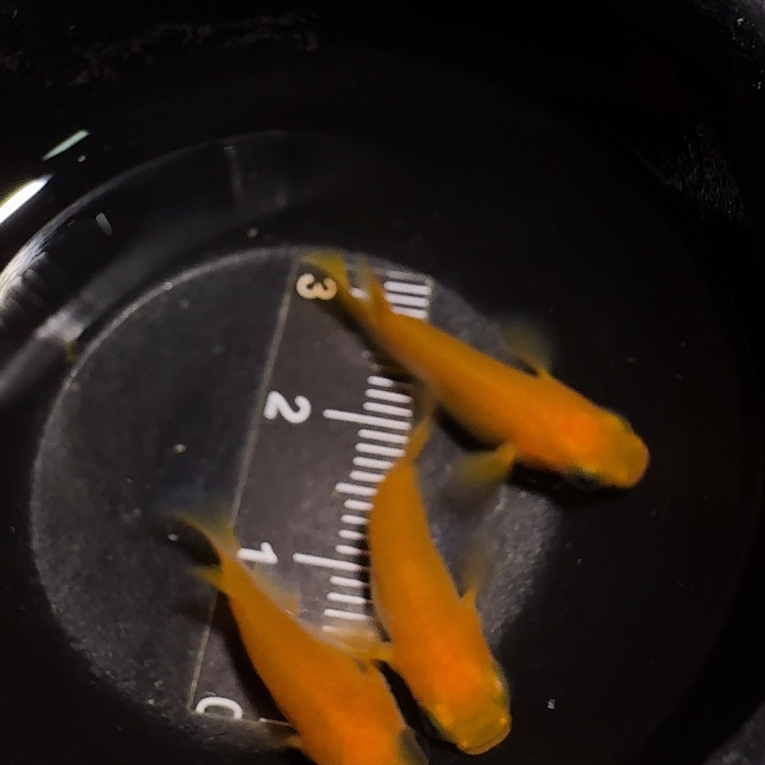 青鳉鱼一物一拍100