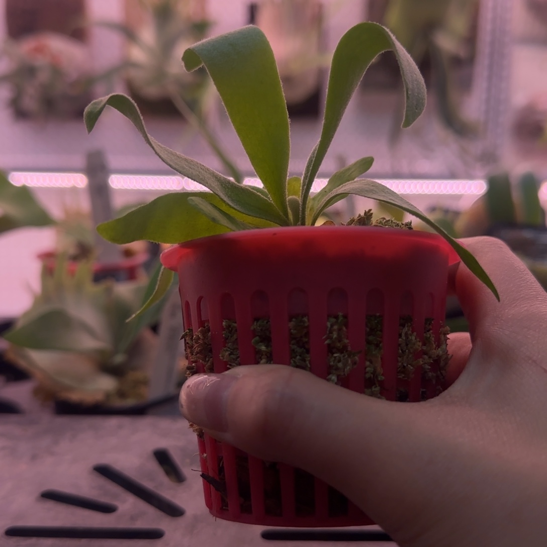 a1鹿角蕨孢子苗喔