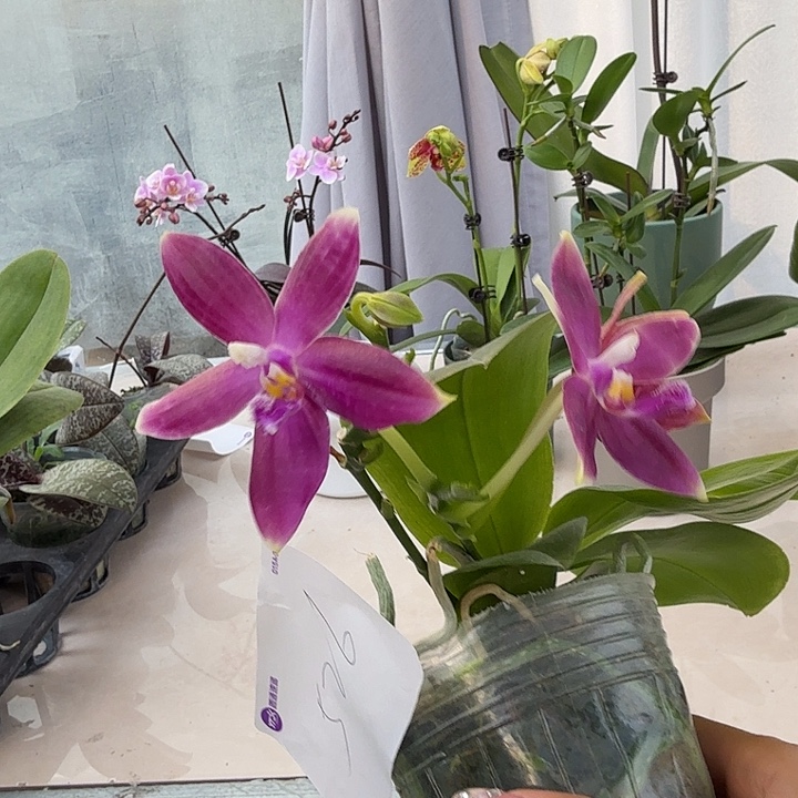 玩***灿大部分开放少量花苞526