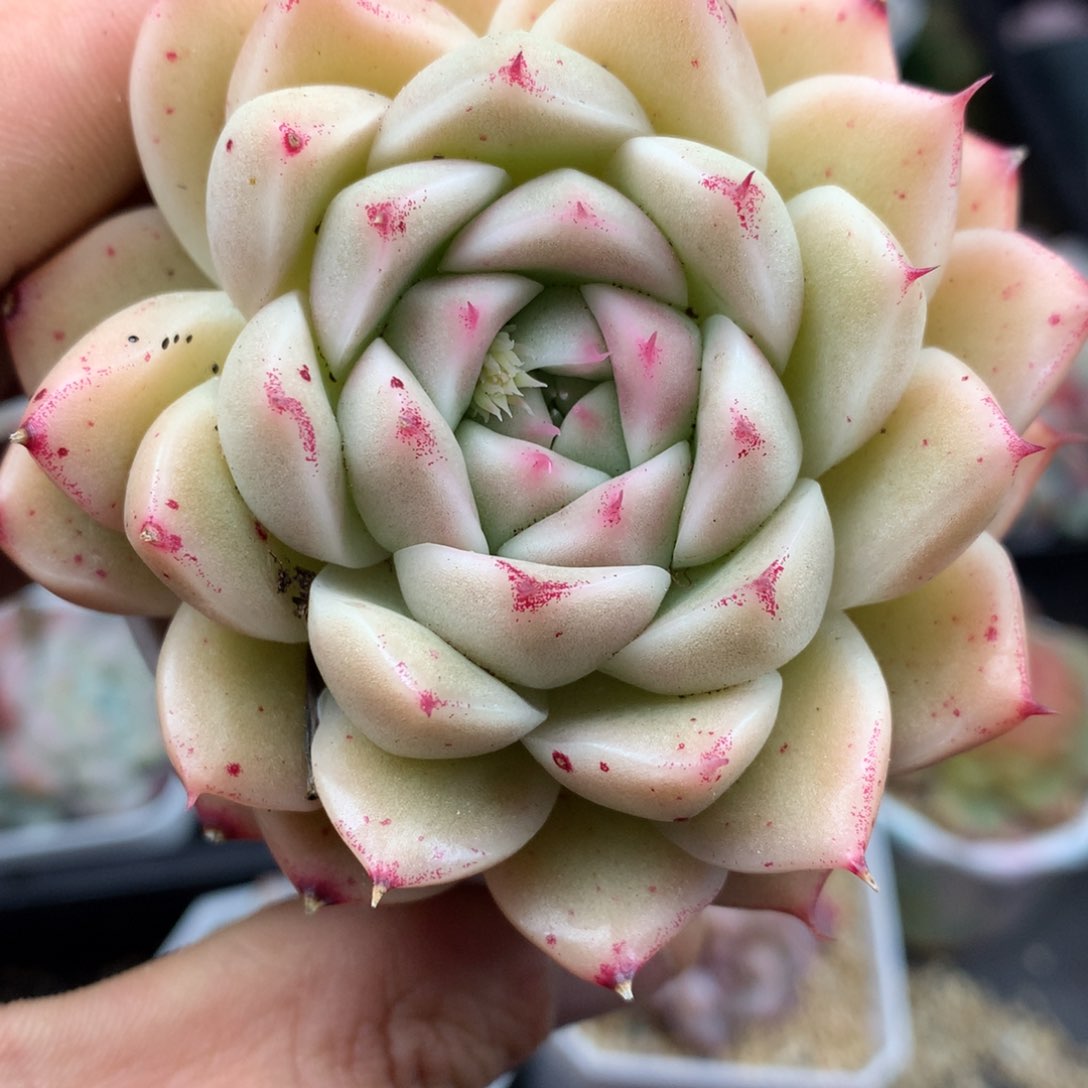 0127-07 麦杆优选