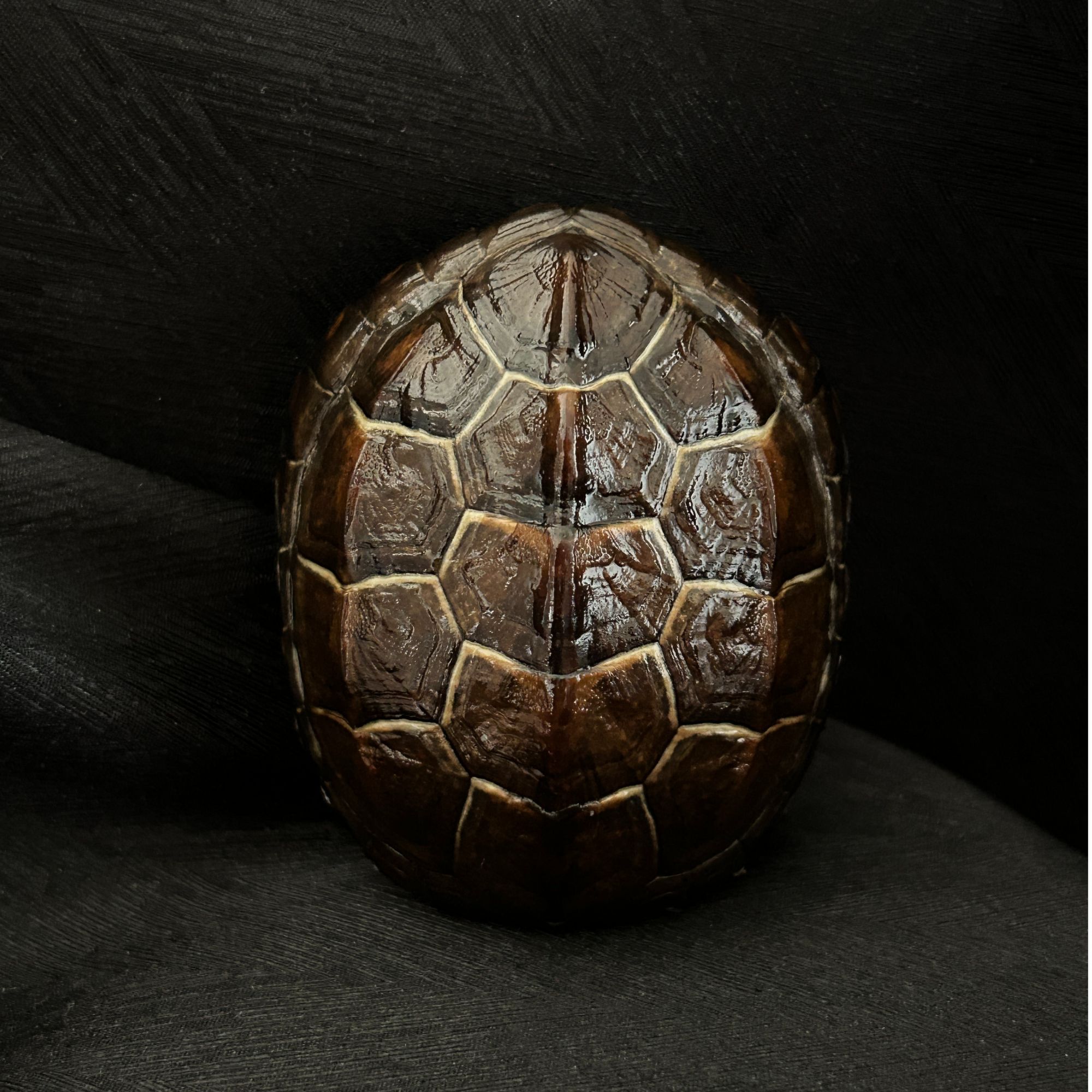 【一物一拍】直播间专用  精品文玩龟甲手把件精品摆件