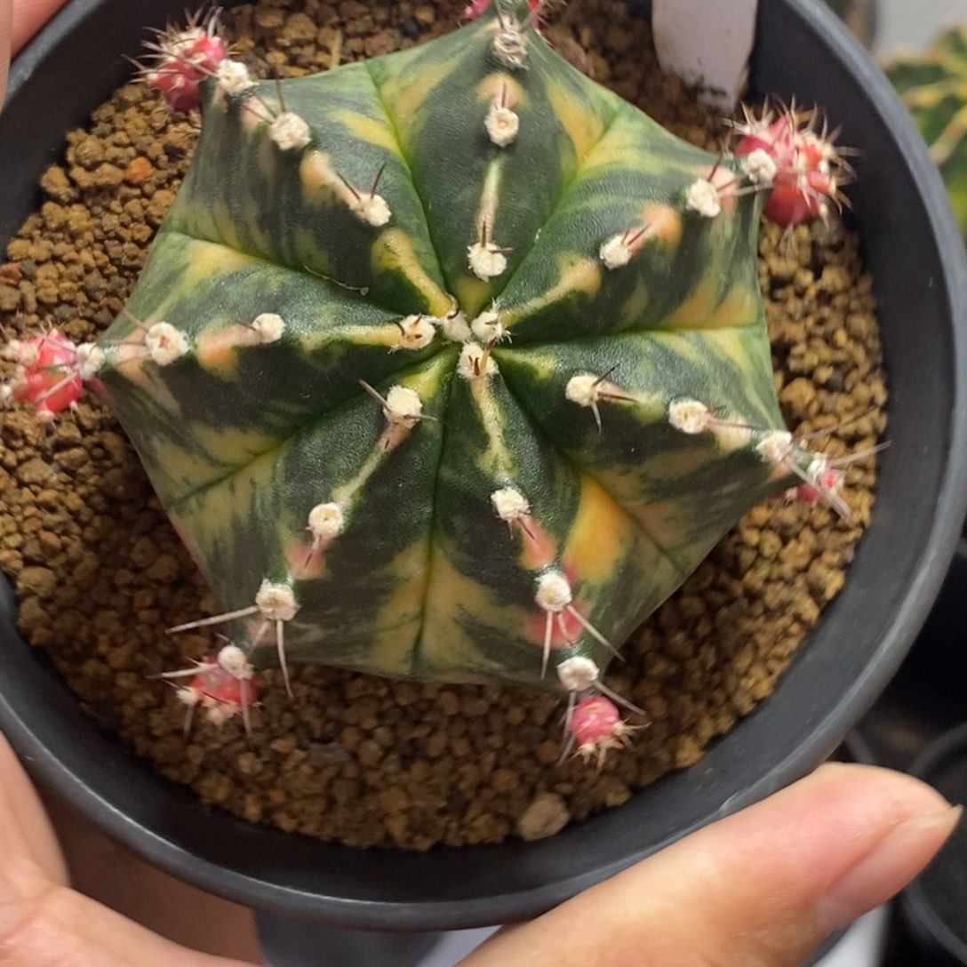 泰系铭品米哈—带盆土发货35