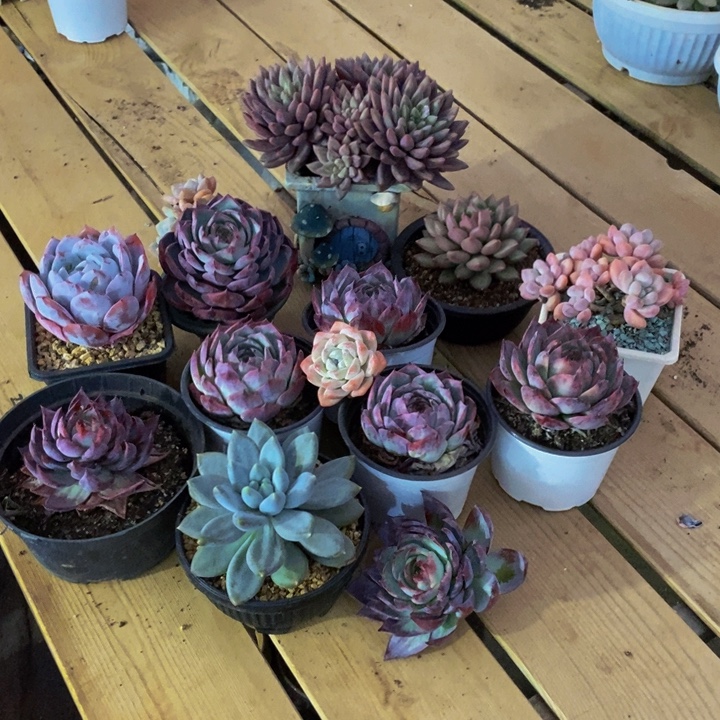 你要吃就去拿去咯吧亲爱