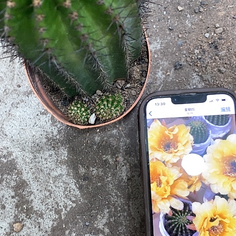 黄秀，高6公分左右