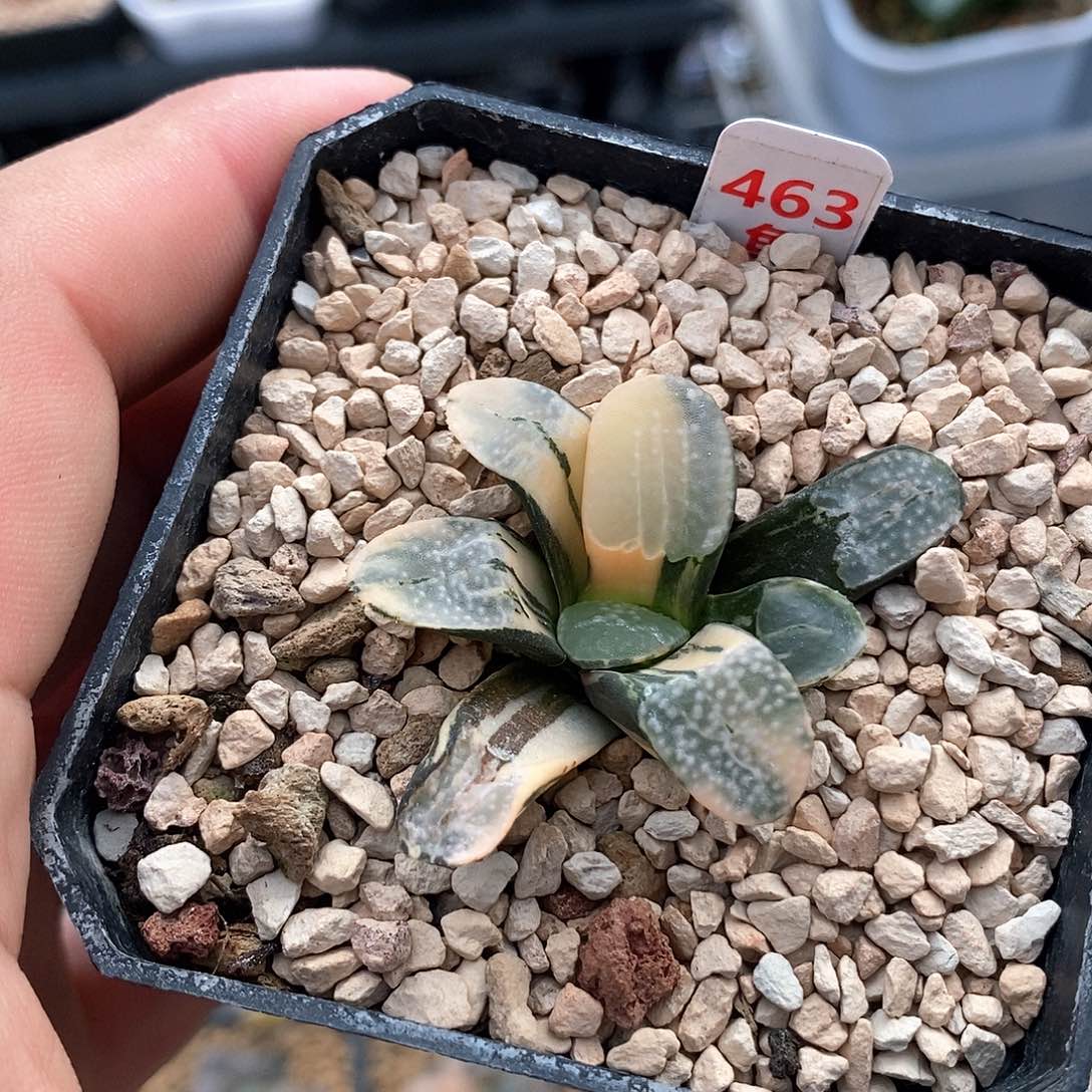 红陶463号点点寿锦一物一拍