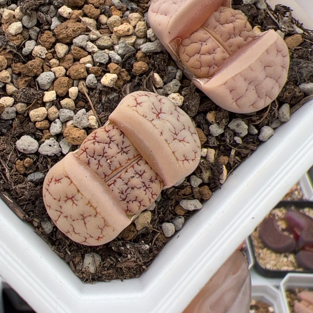 0811号 189 多肉植物