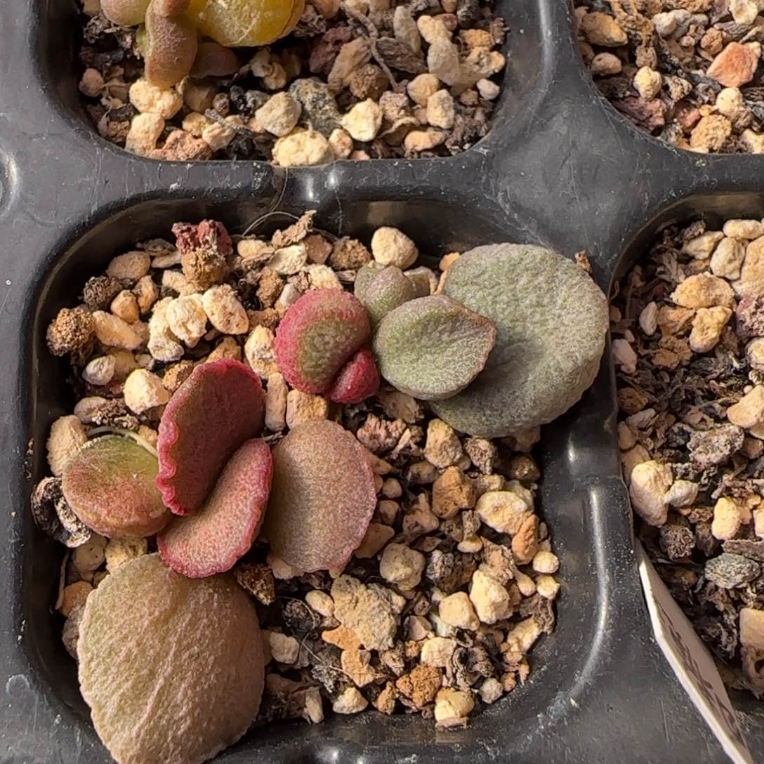 水泡组合多肉植物水泡