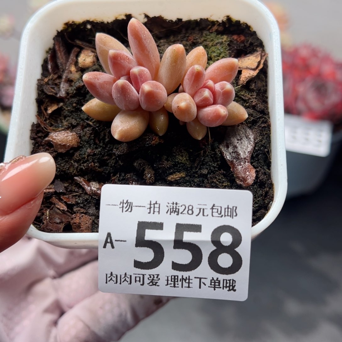 乌拉克拉多肉多肉多肉多肉多肉