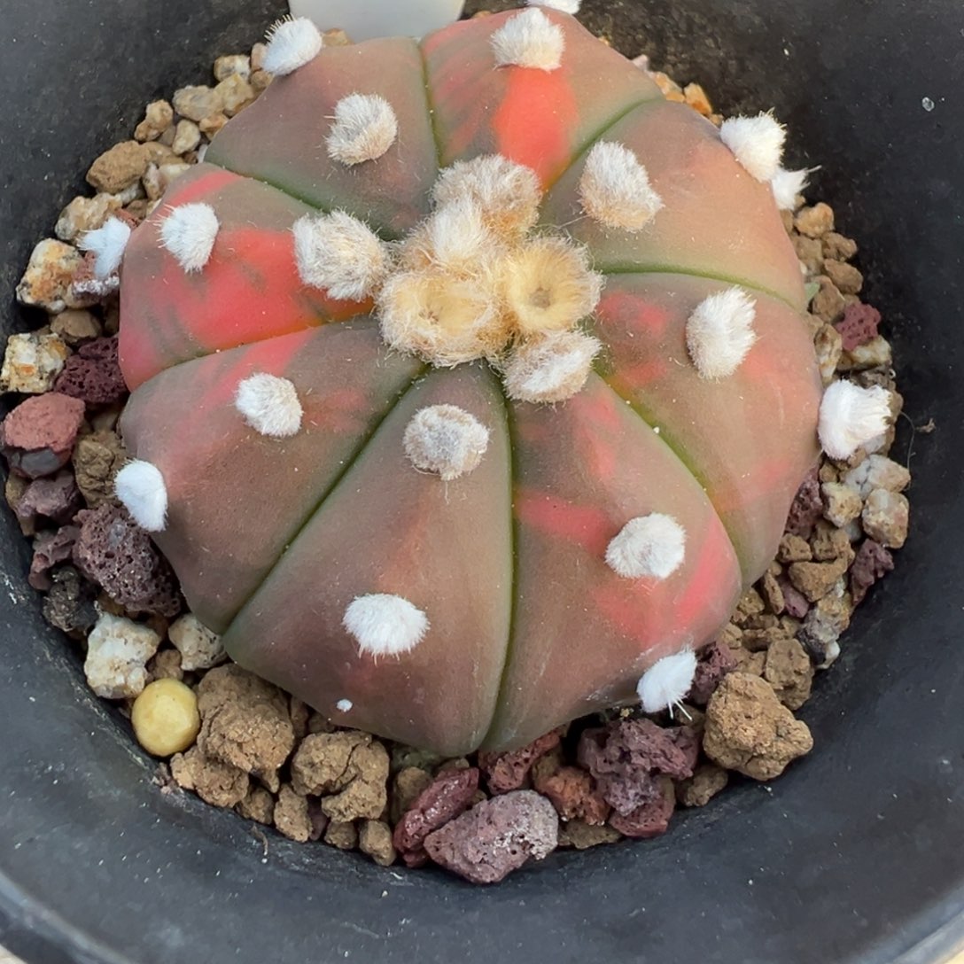 203实生根兜锦多肉植物带盆土